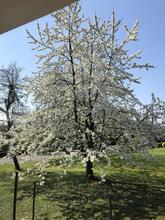 Le Clos Des Pommiers Fuji Uffholtz Exteriör bild